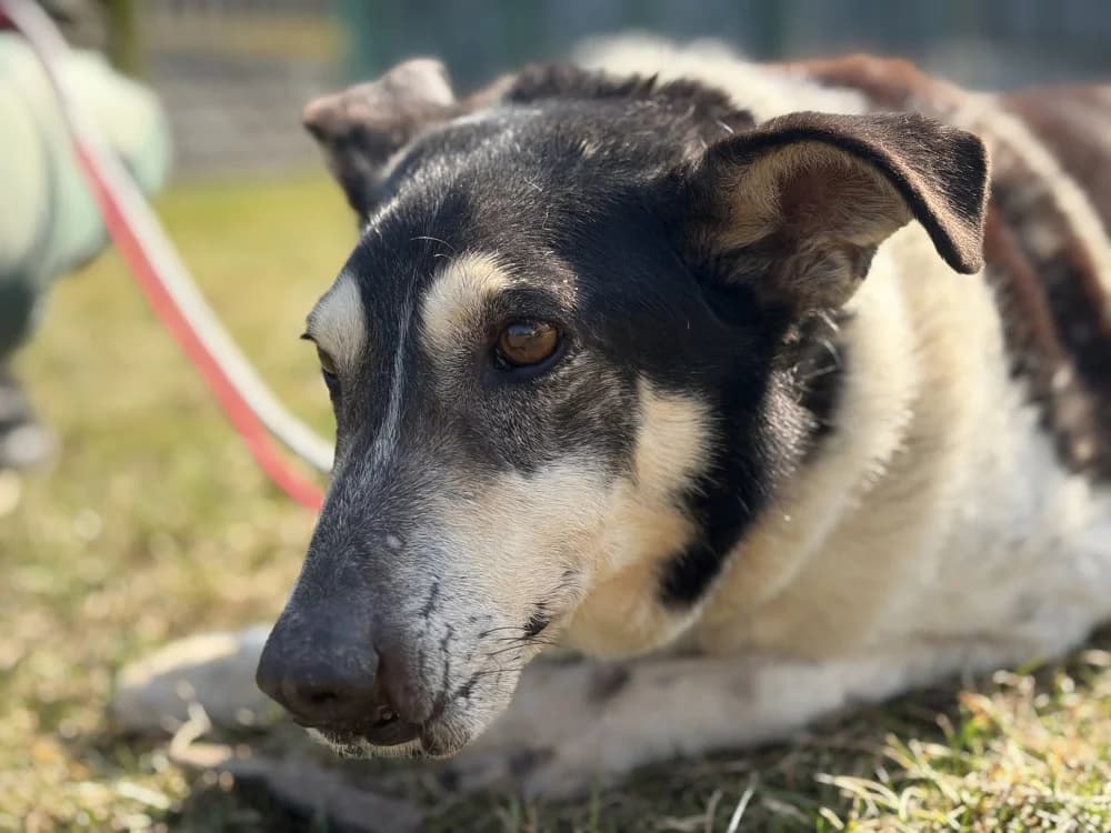 Pancernik, male senior Mixed Breed for adoption at Schronisko Bełchatów