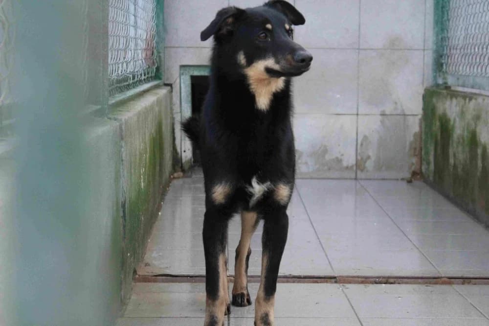569573, male senior Mixed Breed for adoption at Schronisko Bełchatów