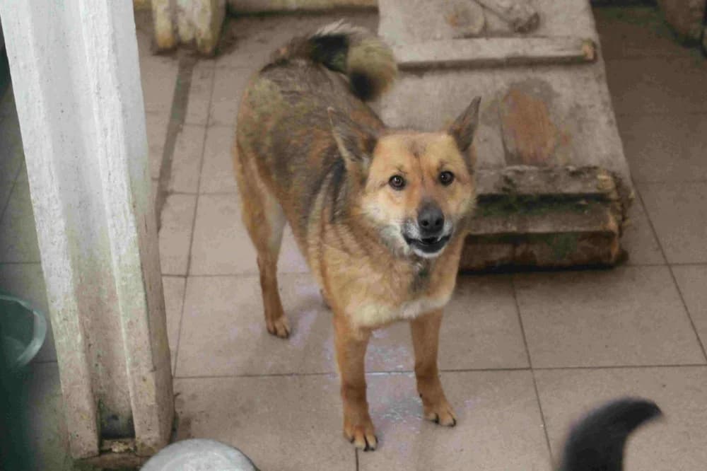 264150, male senior Mixed Breed for adoption at Schronisko Bełchatów