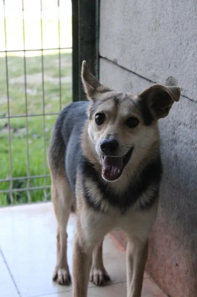 Boluś, male senior Mixed Breed for adoption at Schronisko Bełchatów
