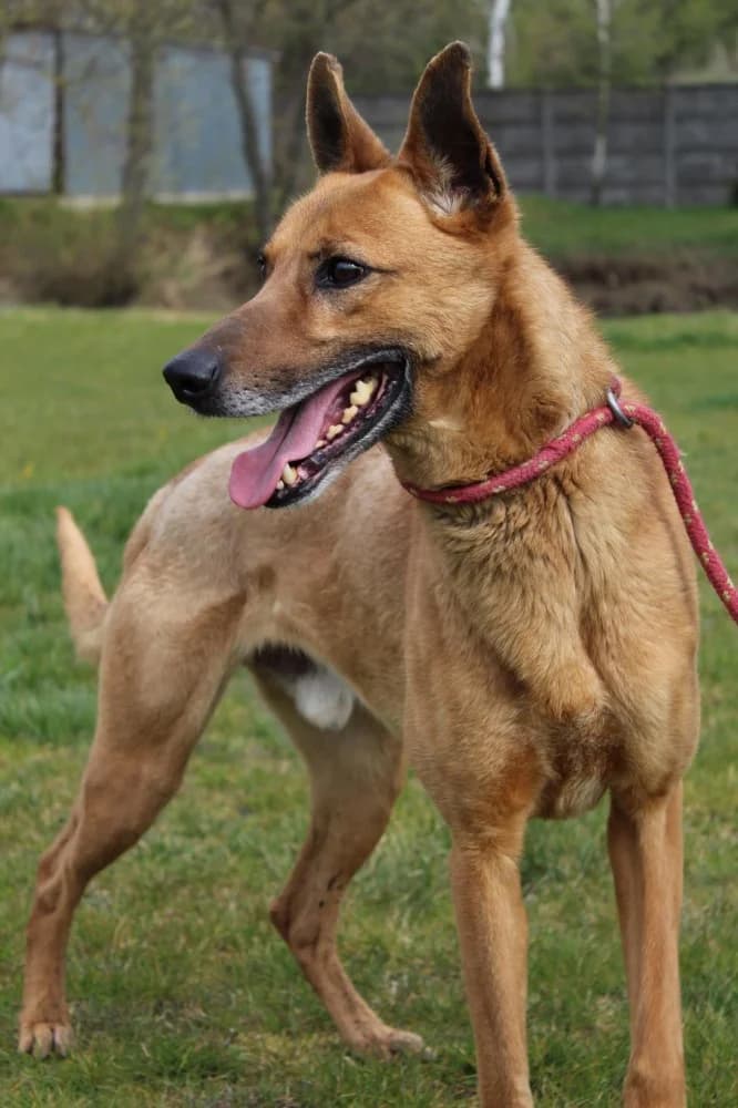 Nemo, male senior Mixed Breed for adoption at Schronisko Bełchatów