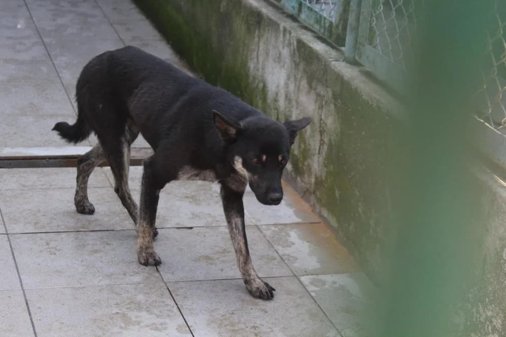 Misza, female 7yo Mixed Breed for adoption at Schronisko Bełchatów