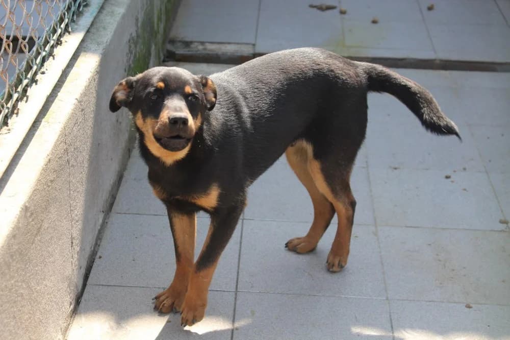 Buc, male 7yo Mixed Breed for adoption at Schronisko Bełchatów