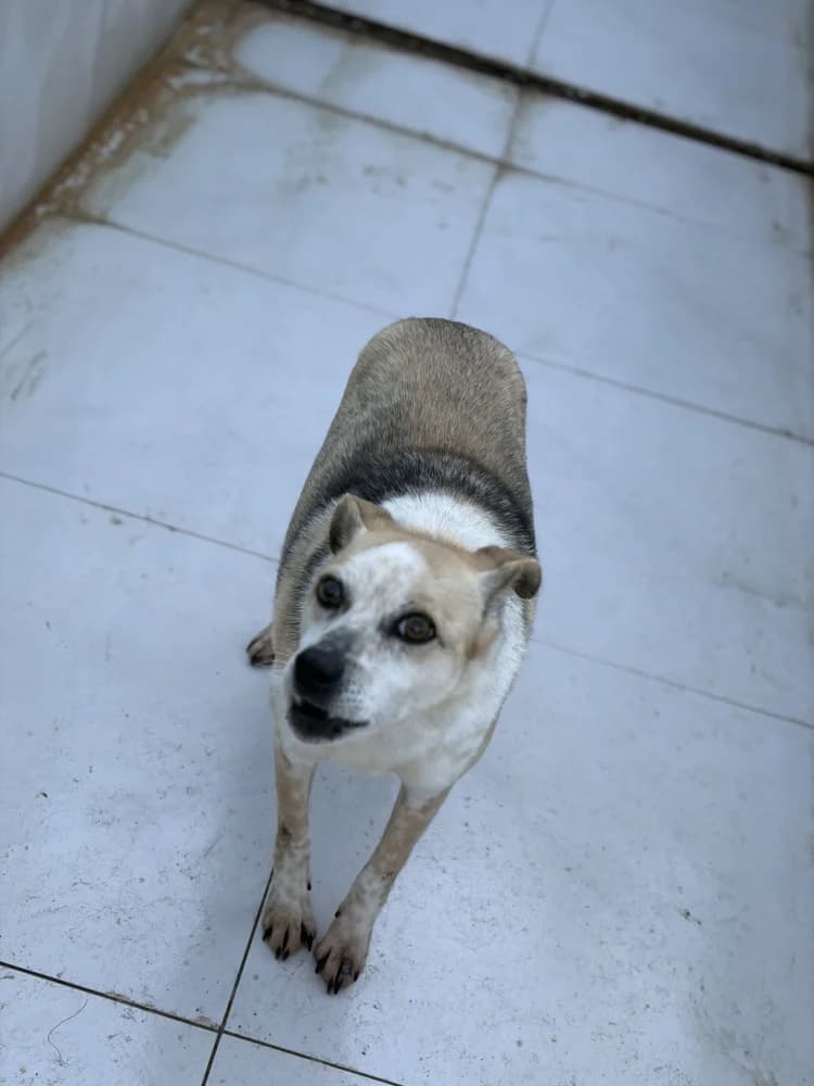 Hanka, female senior Mixed Breed for adoption at Schronisko Bełchatów