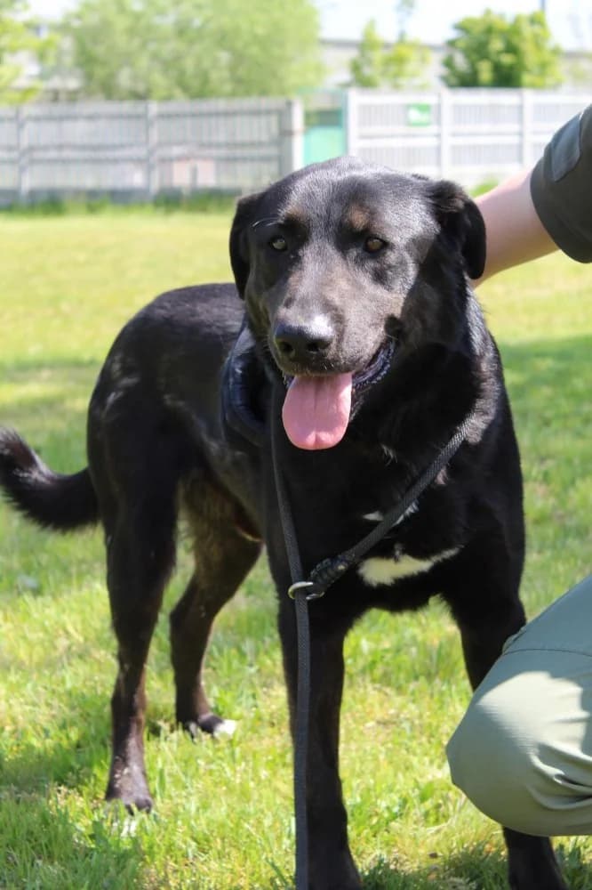 Baron, male senior Mixed Breed for adoption at Schronisko Bełchatów