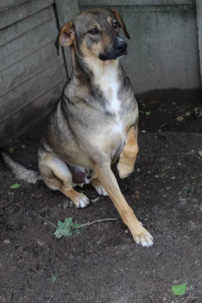 Doran, male senior Mixed Breed for adoption at Schronisko Bełchatów
