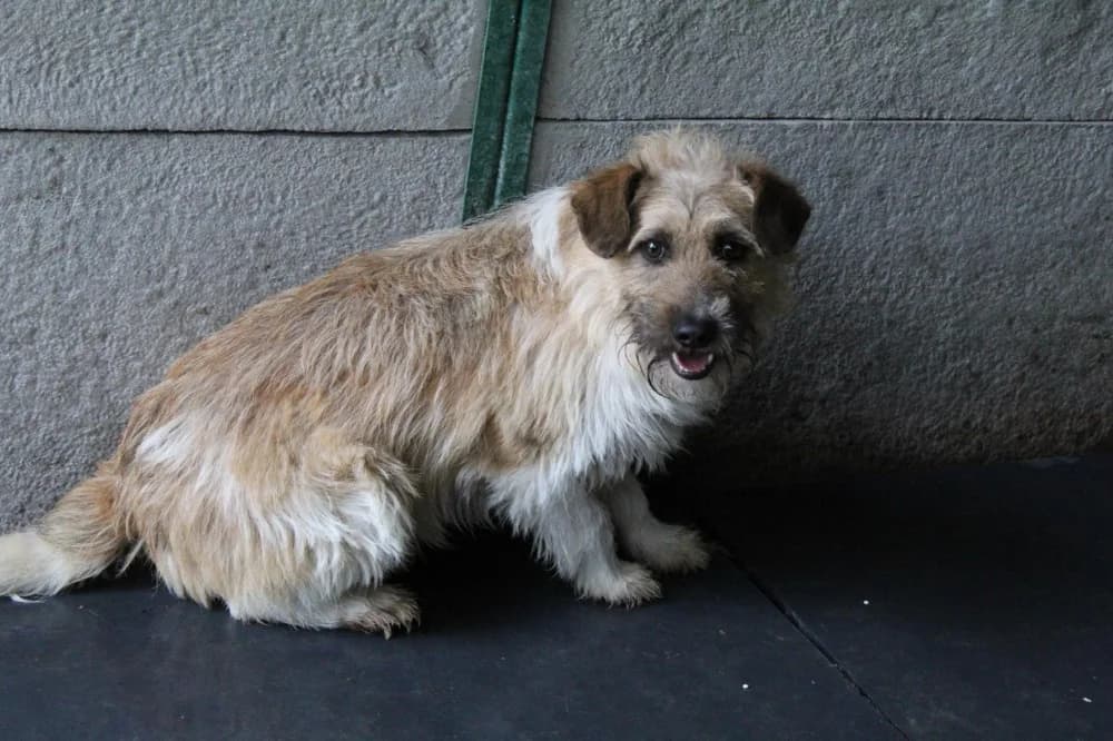 Colin, male 7yo Mixed Breed for adoption at Schronisko Bełchatów