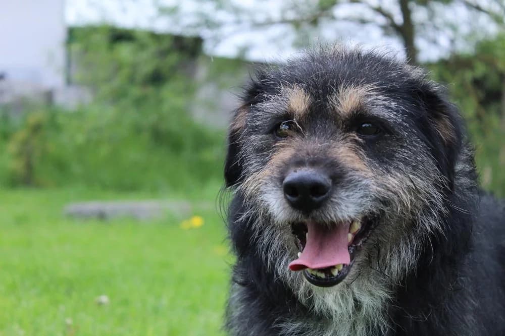 Lucyfer, male senior Mixed Breed for adoption at Schronisko Bełchatów
