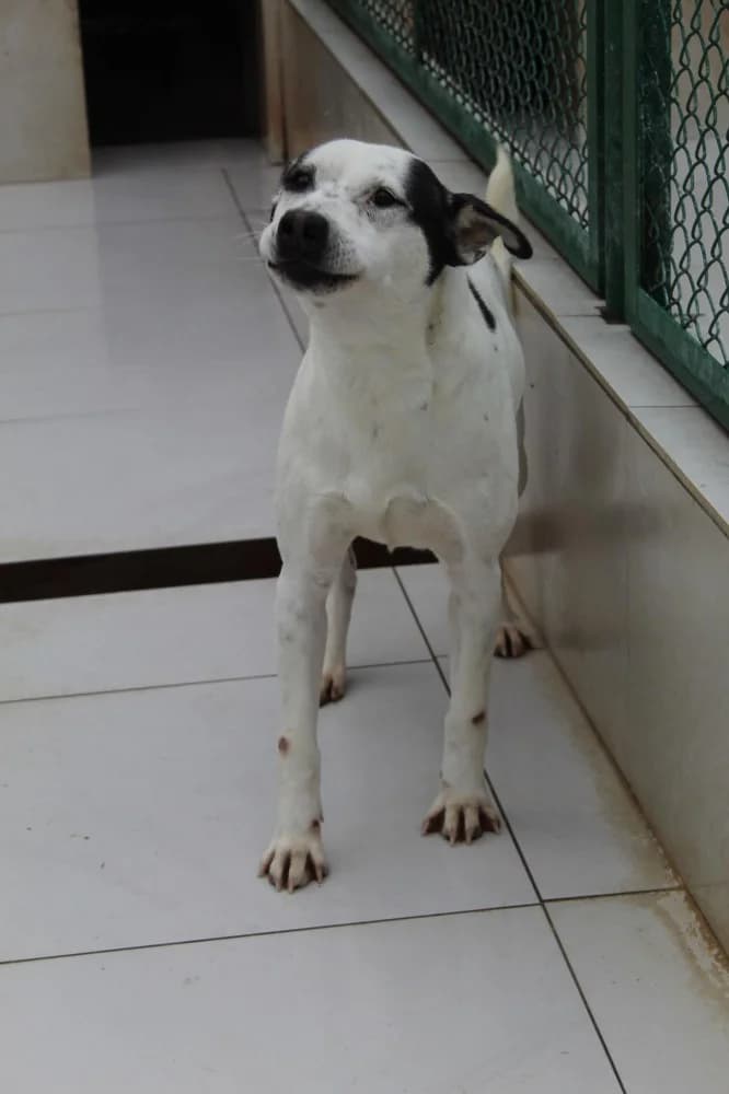 Papaj, male 6yo Mixed Breed for adoption at Schronisko Bełchatów