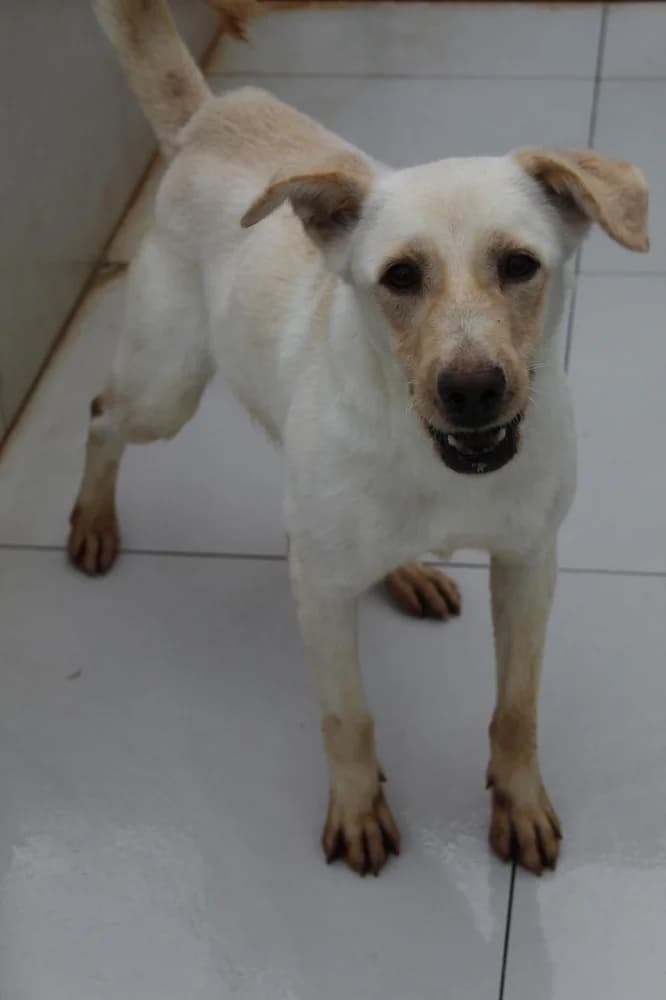 Roli, male 7yo Mixed Breed for adoption at Schronisko Bełchatów