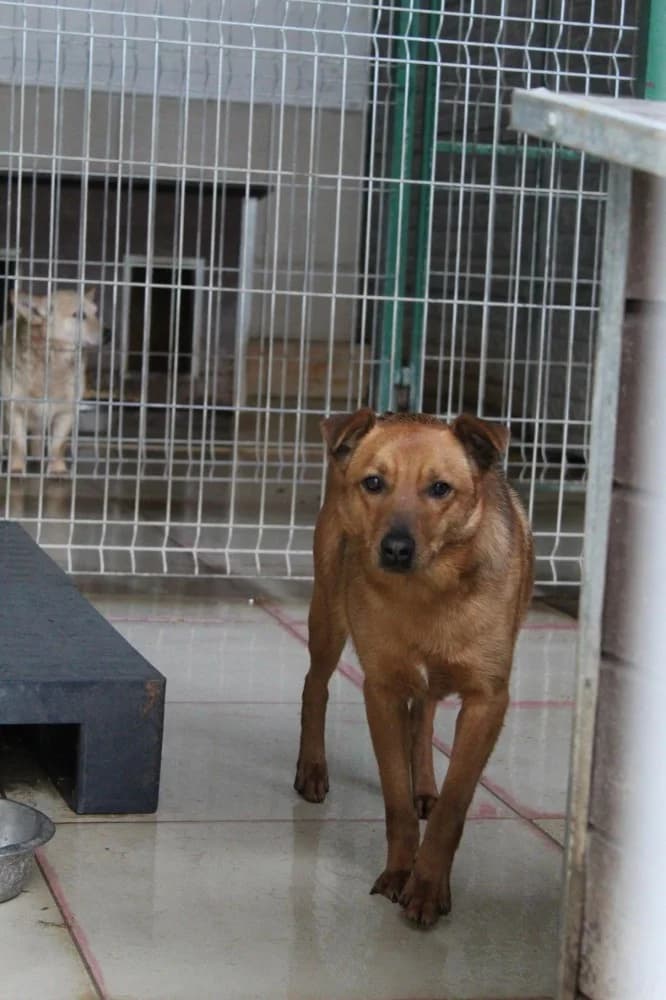 Alojzy, male 7yo Mixed Breed for adoption at Schronisko Bełchatów