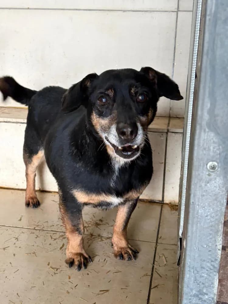Alek, male senior Mixed Breed for adoption at Schronisko Bełchatów