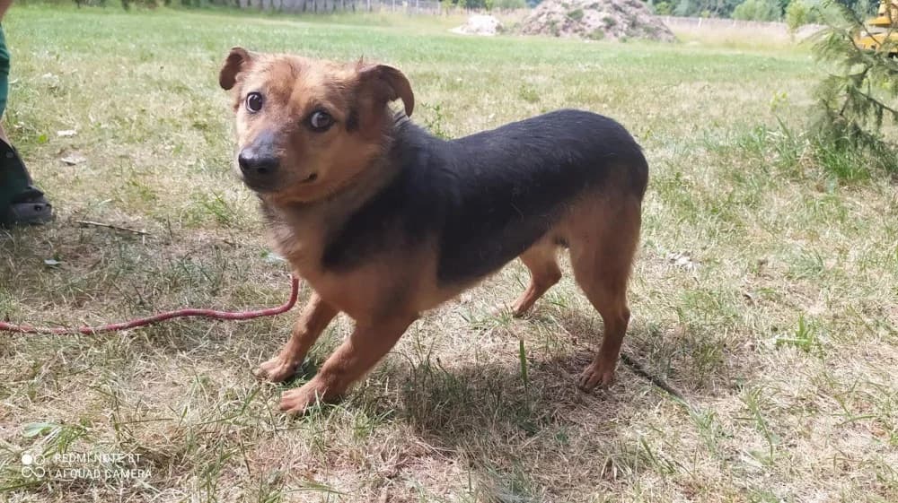 Kazik, male senior Mixed Breed for adoption at Schronisko Bełchatów