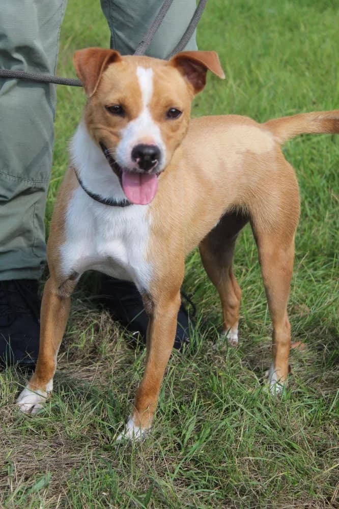 Leoś, male 5yo Mixed Breed for adoption at Schronisko Bełchatów