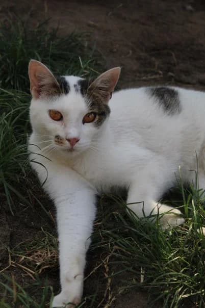 Cezik, male 4yo Mixed Breed for adoption at Schronisko Bełchatów