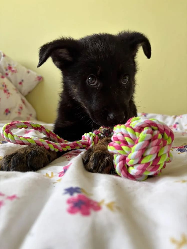 Ptyś, male puppy Mixed Breed for adoption at Schronisko Bełchatów