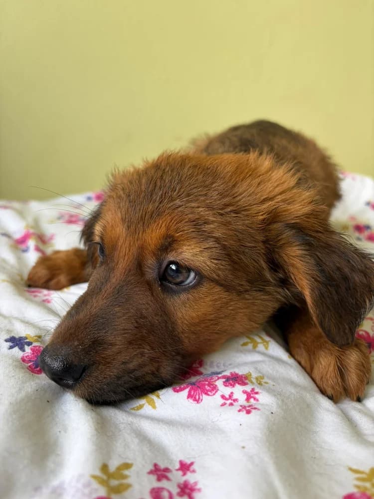 MILUŚ, male puppy Mixed Breed for adoption at Schronisko Bełchatów