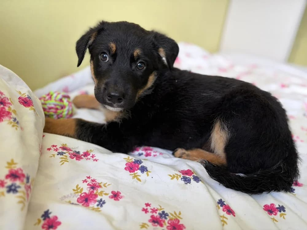 Fafik, male puppy Mixed Breed for adoption at Schronisko Bełchatów
