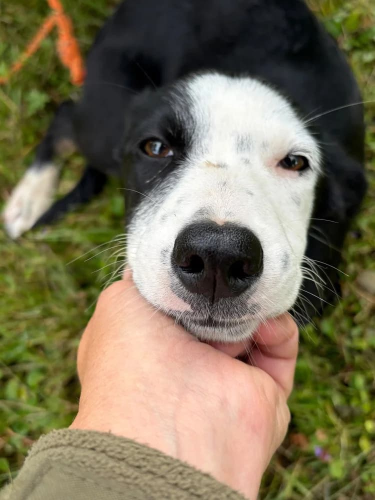 Marcysia, female puppy Mixed Breed for adoption at Schronisko Bełchatów