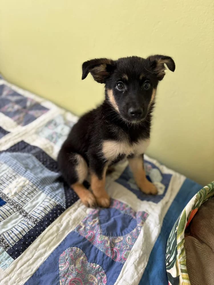 Lenka, female puppy Mixed Breed for adoption at Schronisko Bełchatów