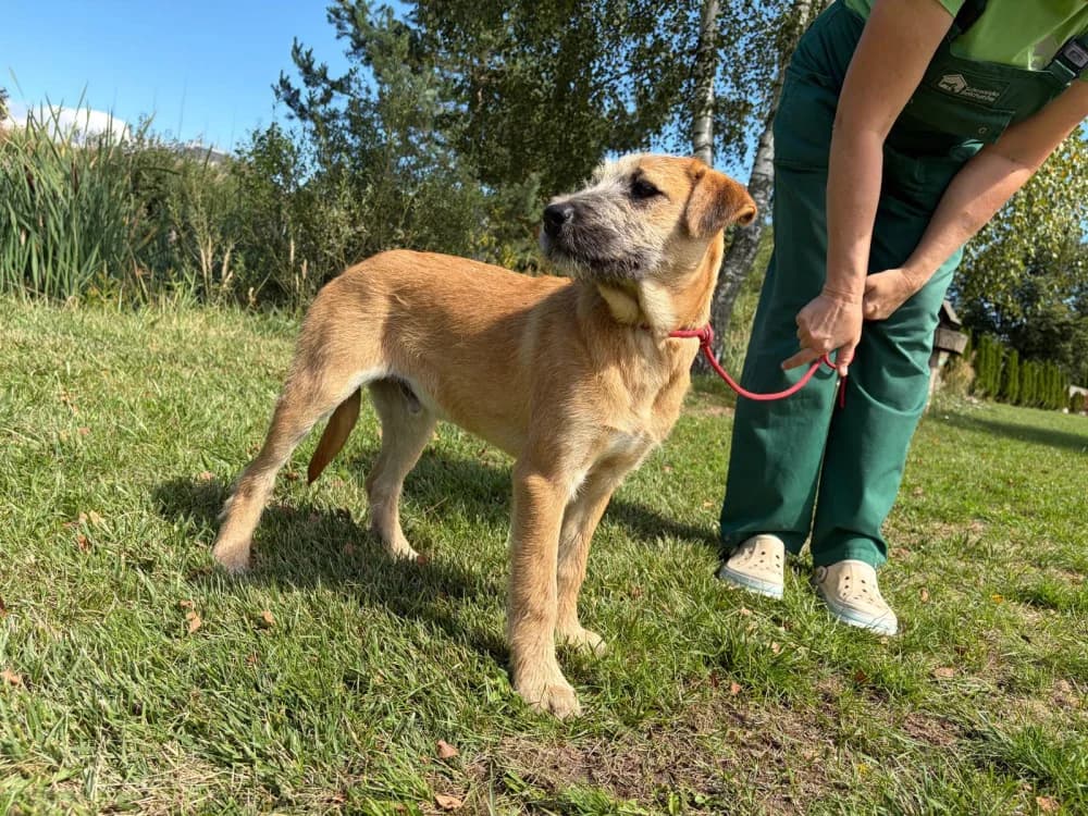 Bigos, male puppy Mixed Breed for adoption at Schronisko Bełchatów