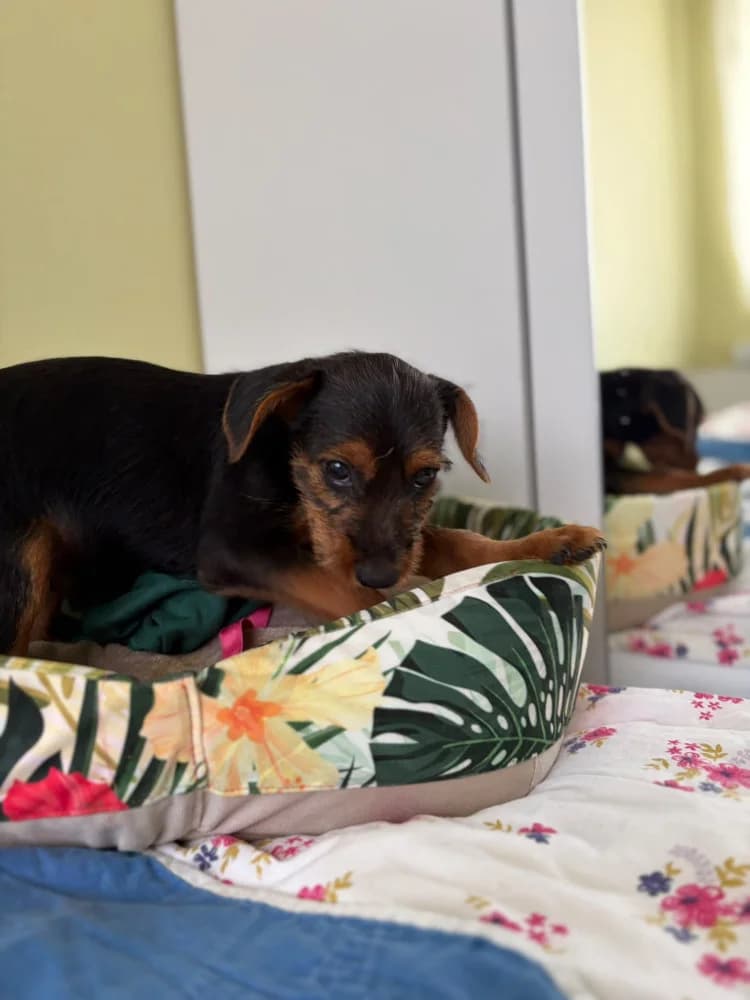 Barney, male puppy Mixed Breed for adoption at Schronisko Bełchatów