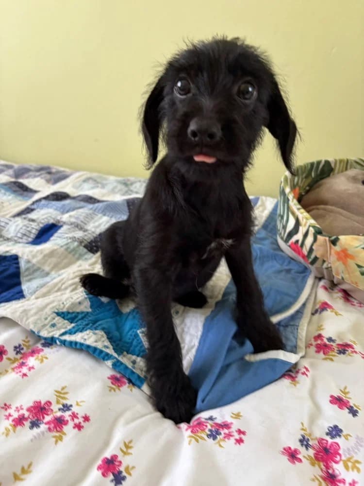 Hugo, male puppy Mixed Breed for adoption at Schronisko Bełchatów