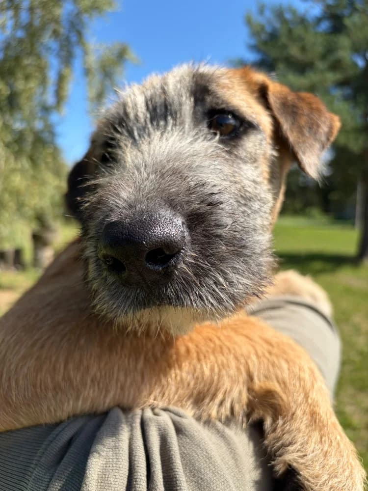 Bryzol, male puppy Mixed Breed for adoption at Schronisko Bełchatów
