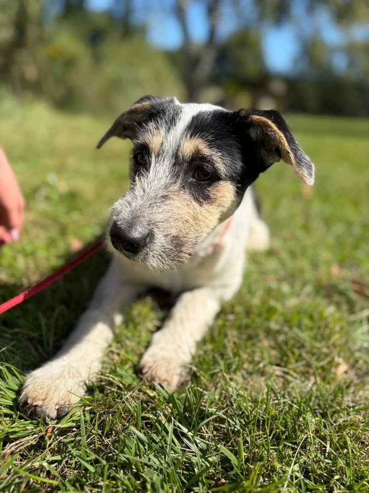 Botwinka, female puppy Mixed Breed for adoption at Schronisko Bełchatów