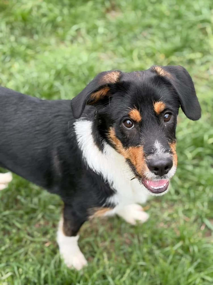 Lonek, male puppy Mixed Breed for adoption at Schronisko Bełchatów