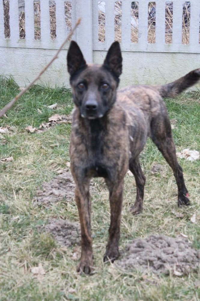 Dragon, male senior Mixed Breed for adoption at Schronisko Bełchatów