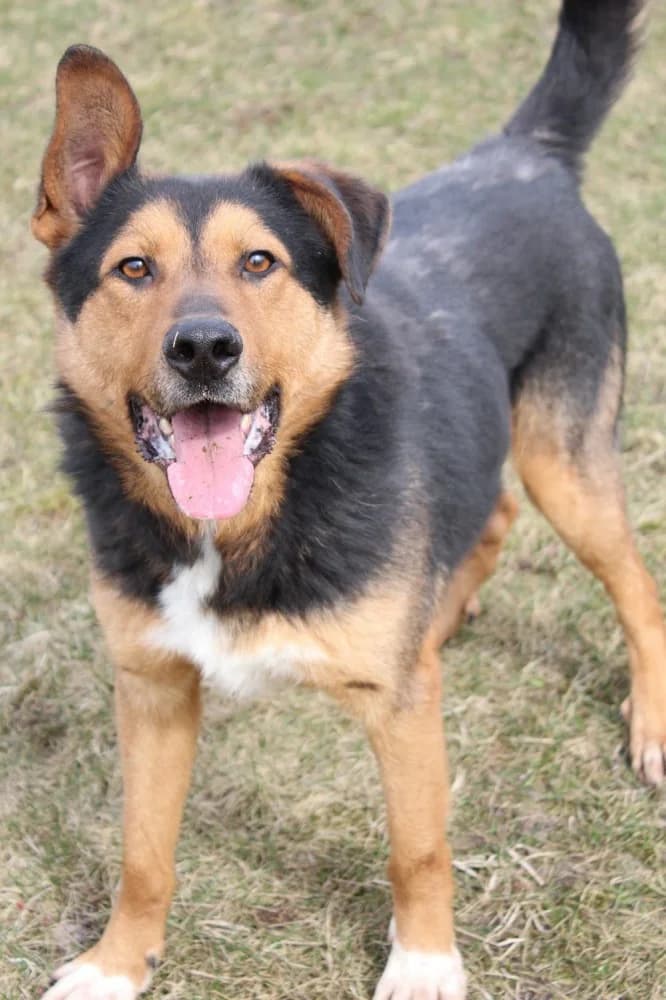 Sprinter, male senior Mixed Breed for adoption at Schronisko Bełchatów