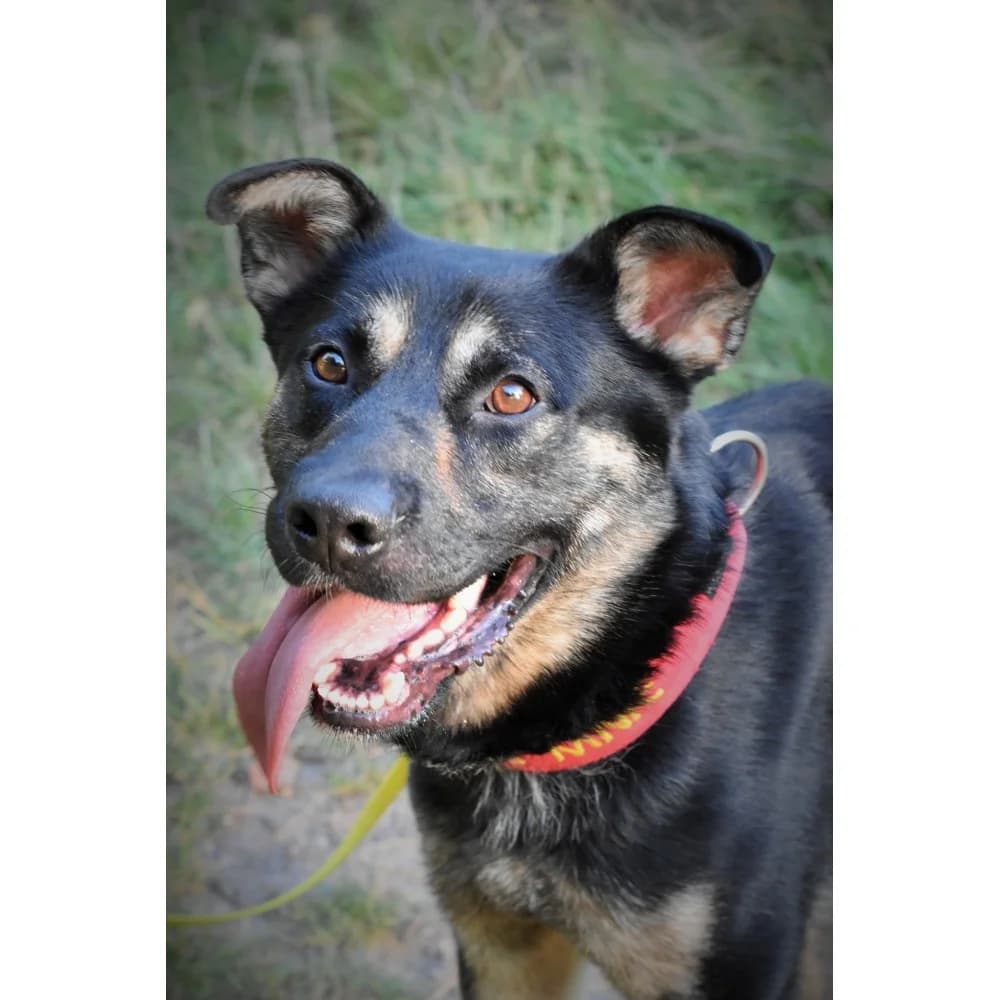Kamis, male senior Mixed Breed for adoption at Schronisko Bialystok, Białystok