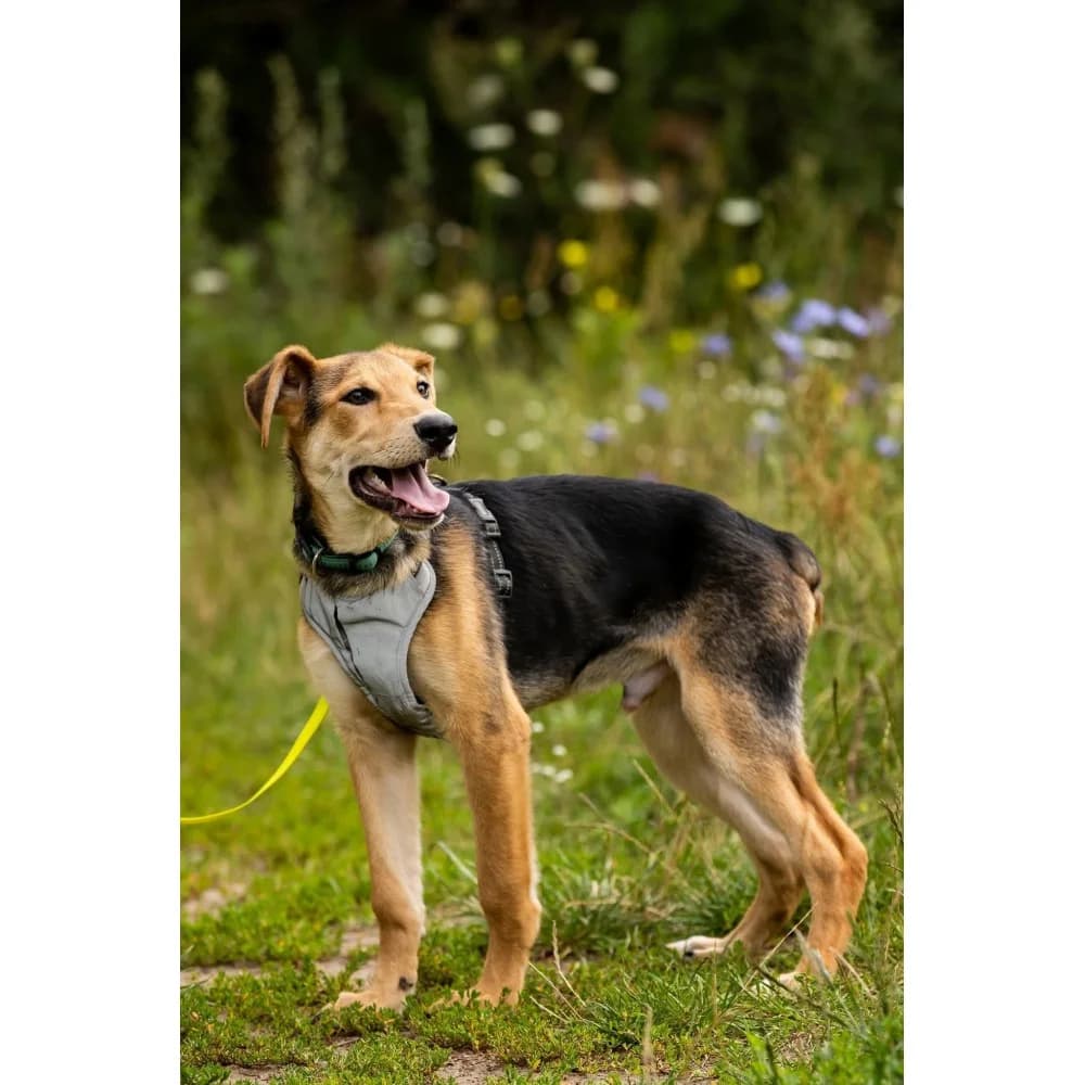 Ronaldo, male puppy Mixed Breed for adoption at Schronisko Bialystok, Białystok