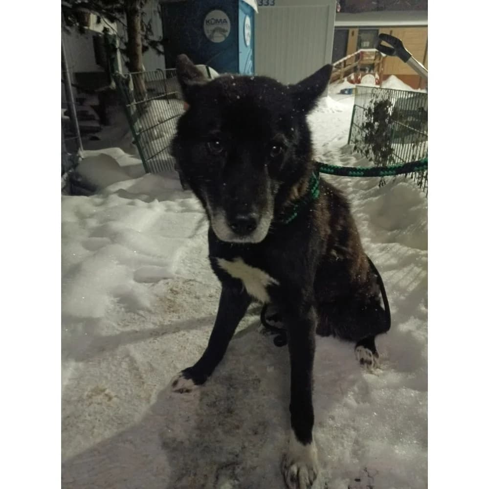 Zen, male senior Mixed Breed for adoption at Schronisko Bialystok, Białystok