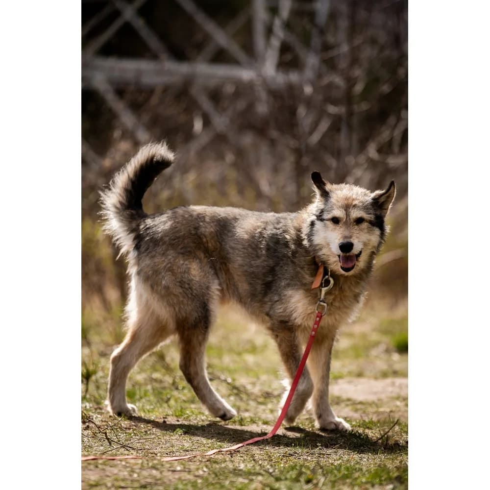 Nowik, male senior Mixed Breed for adoption at Schronisko Bialystok, Białystok