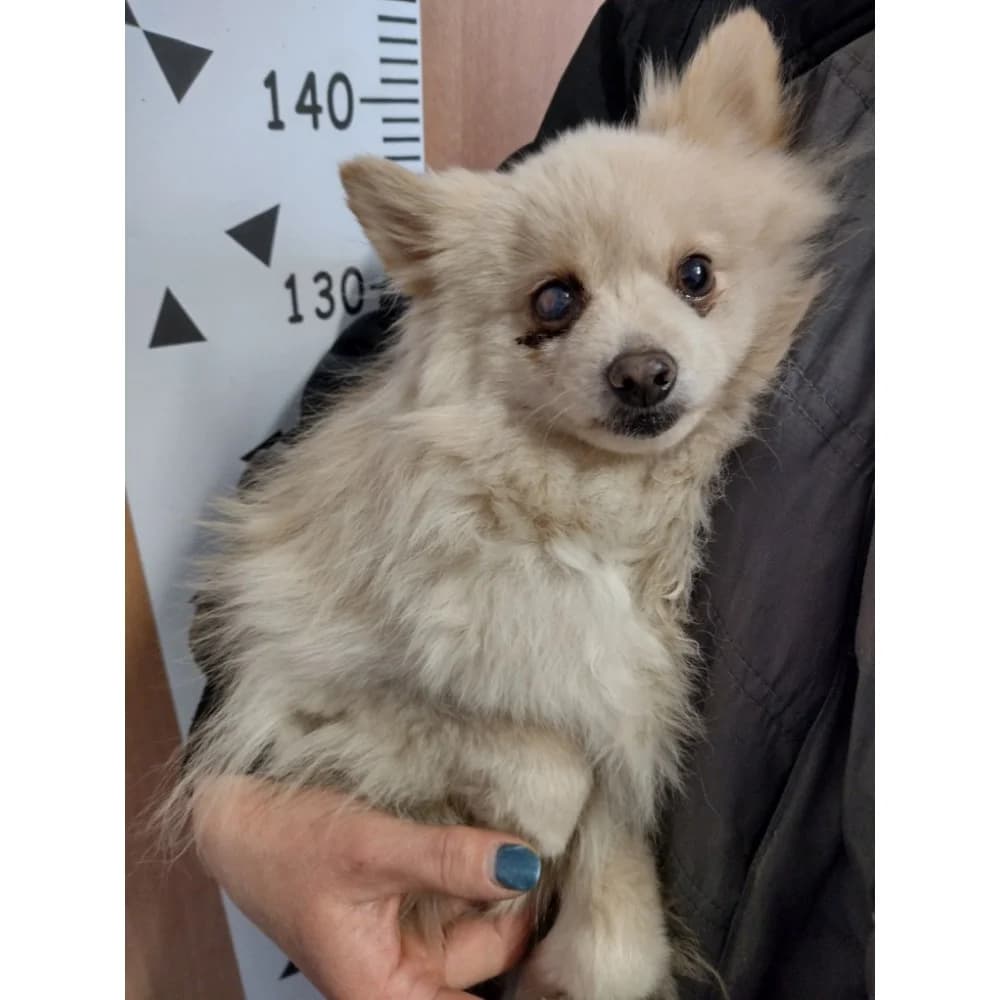 Figa, female senior Mixed Breed for adoption at Schronisko Bialystok, Białystok