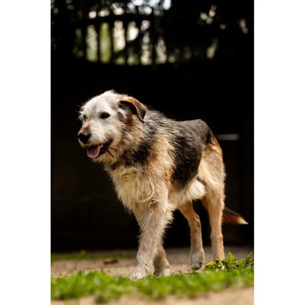 Piter, male senior Mixed Breed for adoption at Schronisko Bialystok, Białystok
