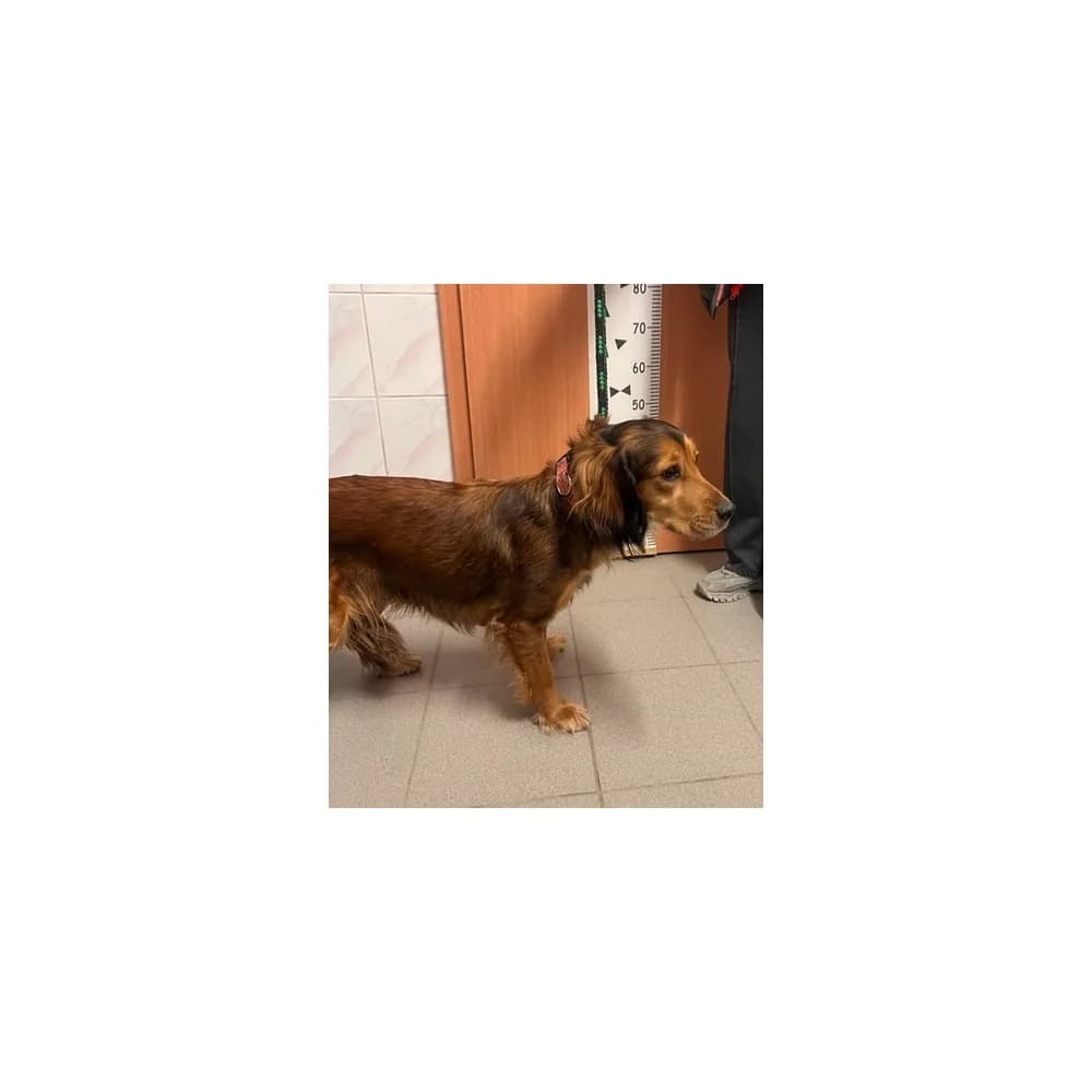 Jagna, female senior Mixed Breed for adoption at Schronisko Bialystok, Białystok