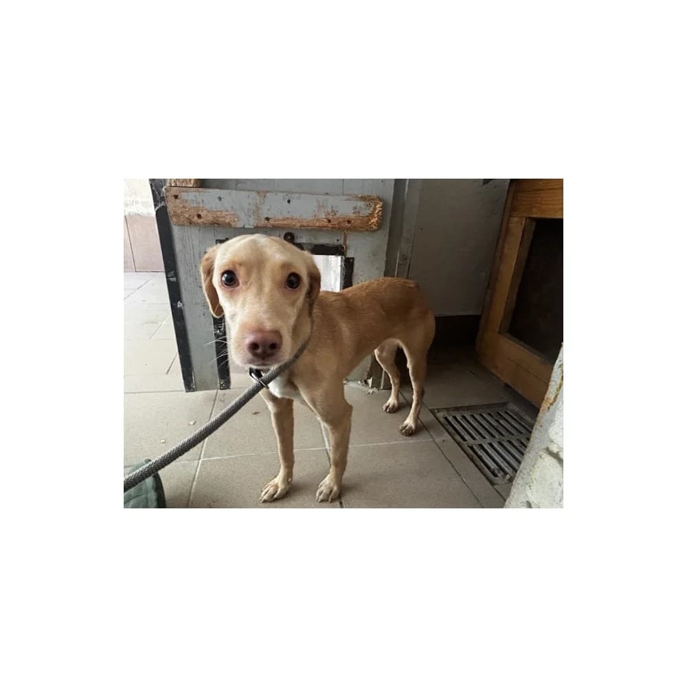 Molly, female senior Mixed Breed for adoption at Schronisko Bialystok, Białystok