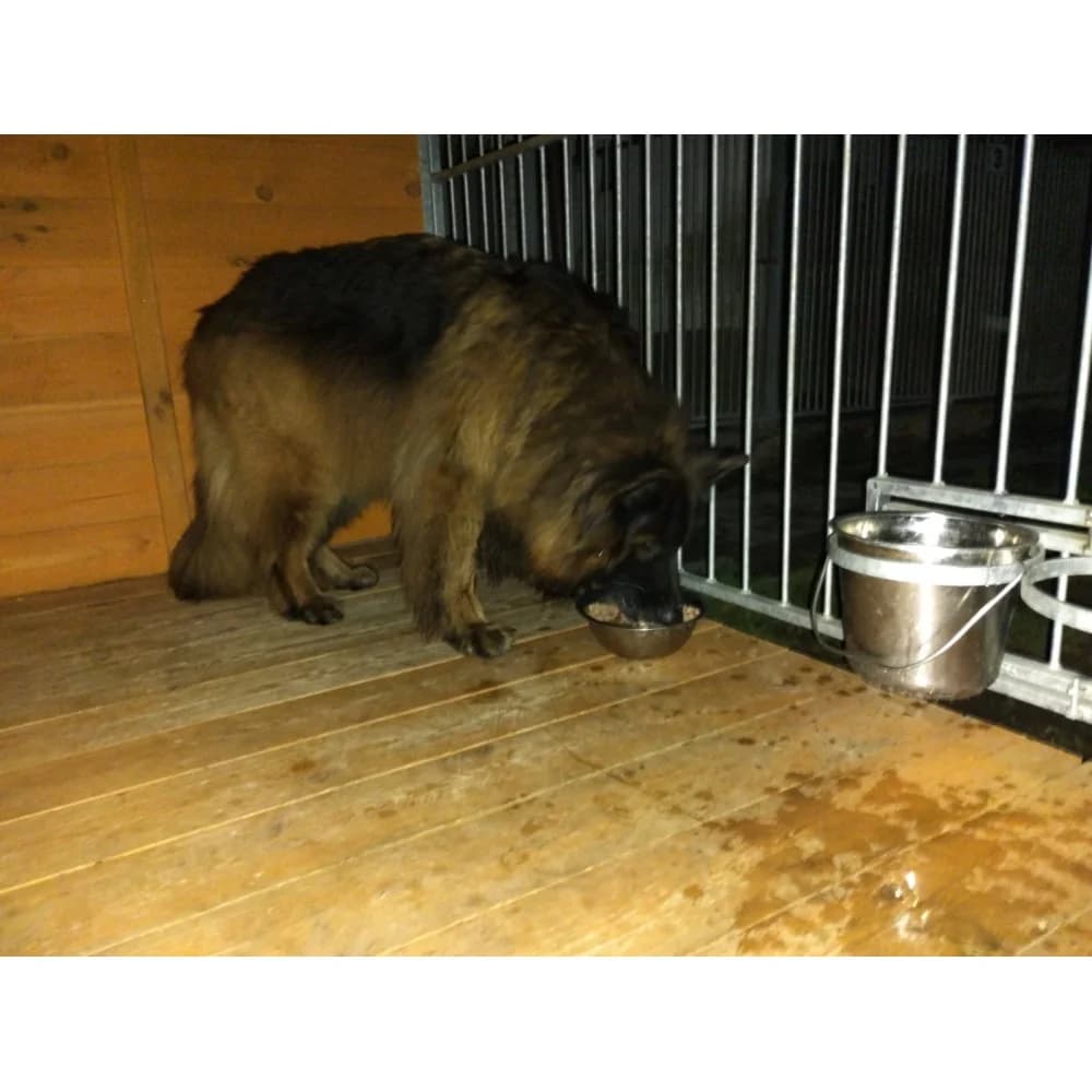 Borys 3, male senior Mixed Breed for adoption at Schronisko Bialystok, Białystok