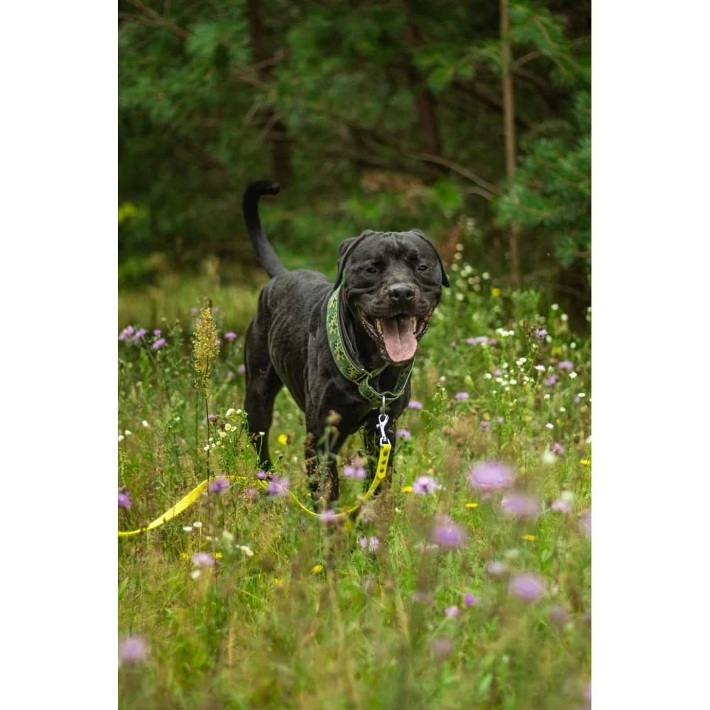 Hades, male senior Mixed Breed for adoption at Schronisko Bialystok, Białystok
