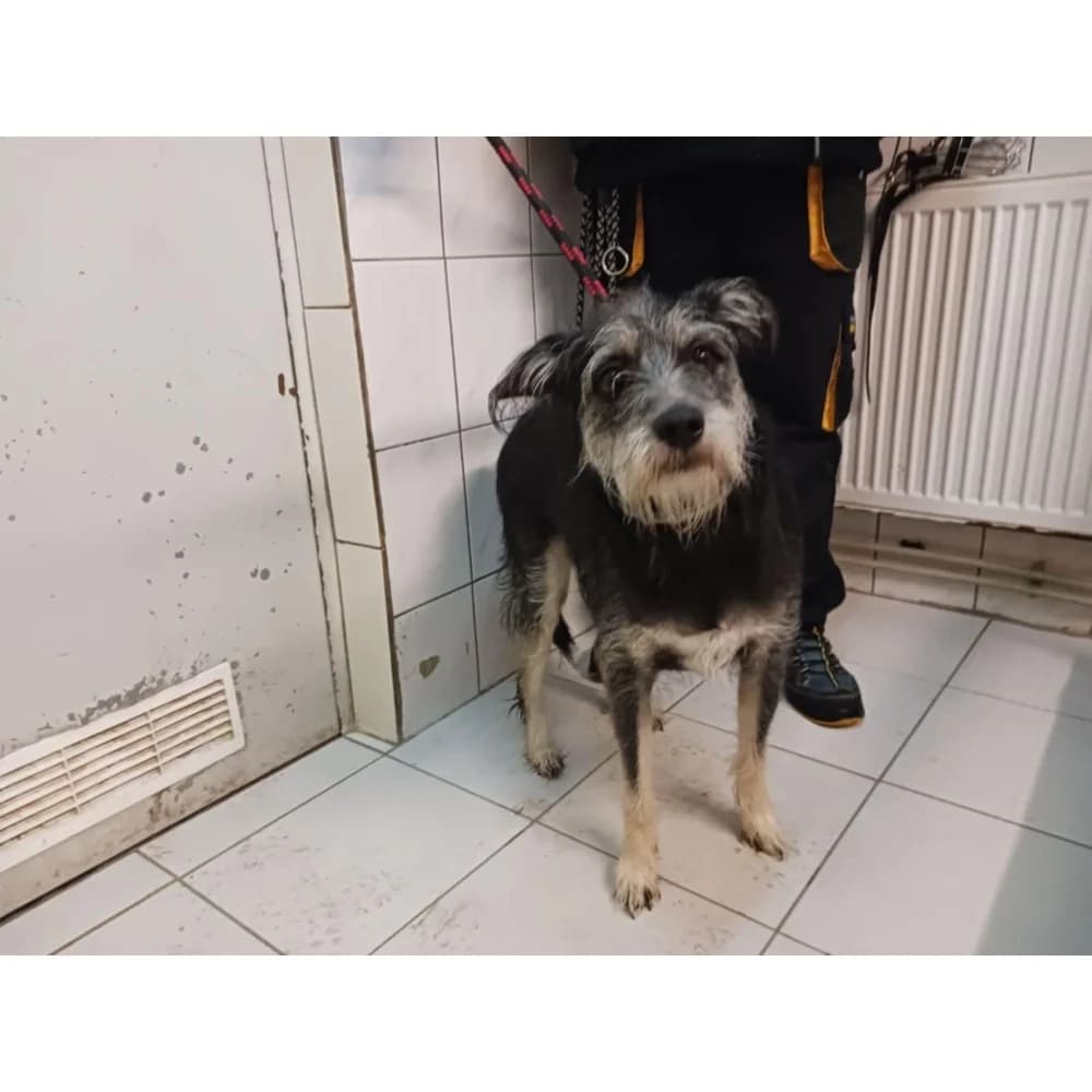 Fanto 2, male senior Mixed Breed for adoption at Schronisko Bialystok, Białystok