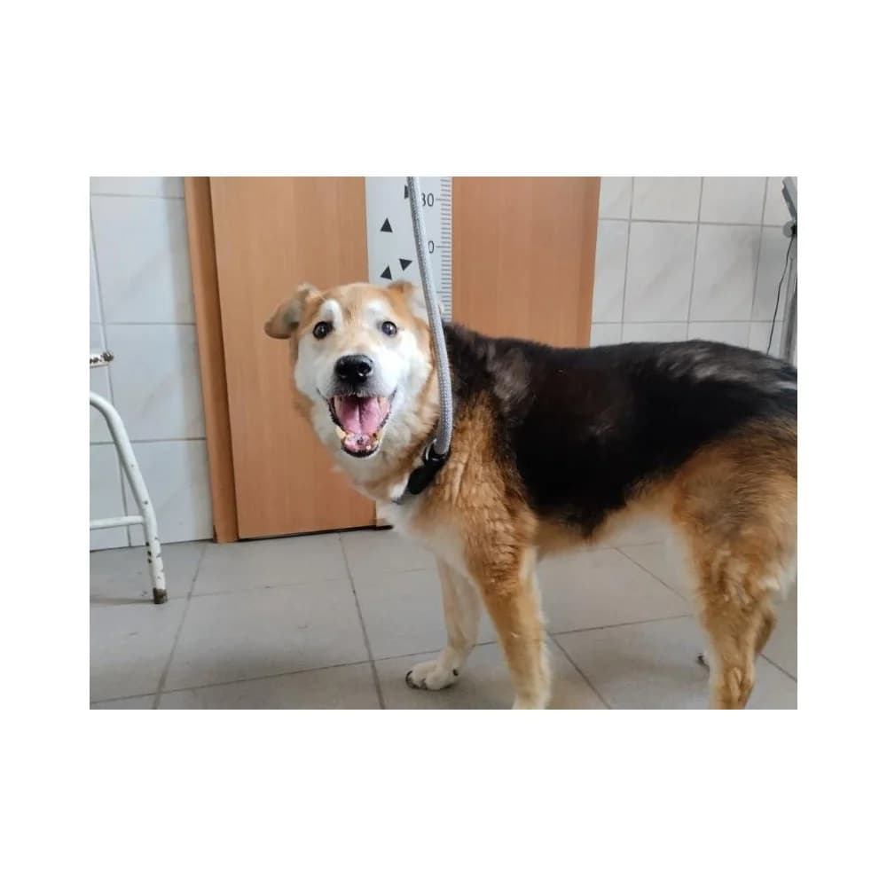 Lisek 3, male senior Mixed Breed for adoption at Schronisko Bialystok, Białystok