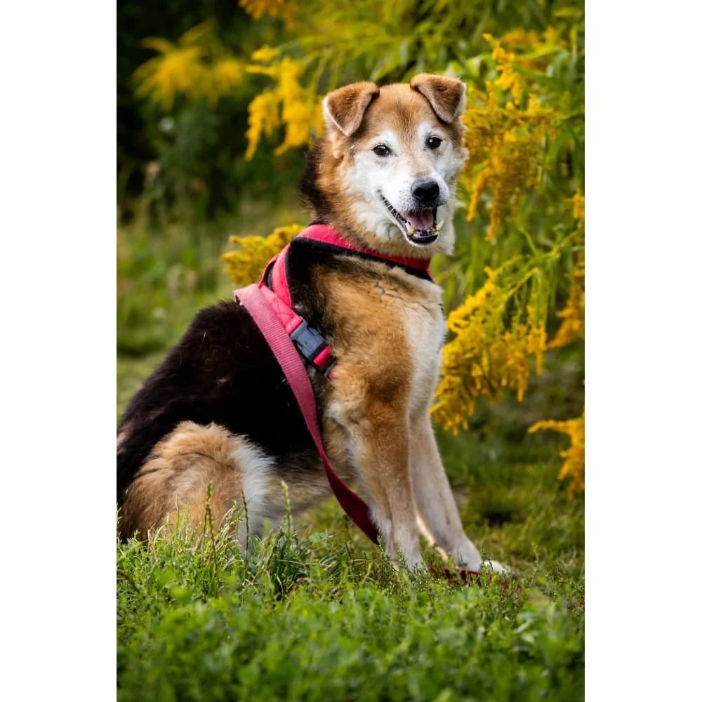 Lisek 3, male senior Mixed Breed for adoption at Schronisko Bialystok, Białystok