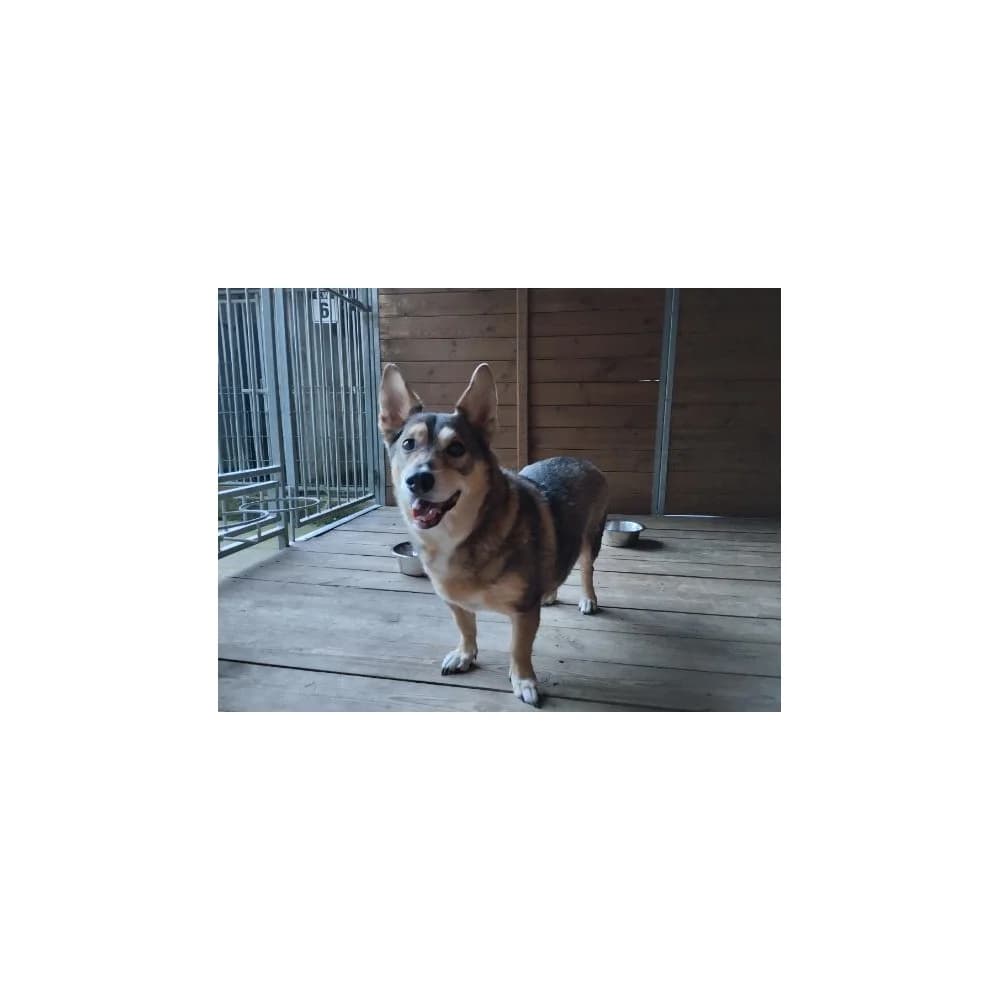Puszek 2, male senior Mixed Breed for adoption at Schronisko Bialystok, Białystok