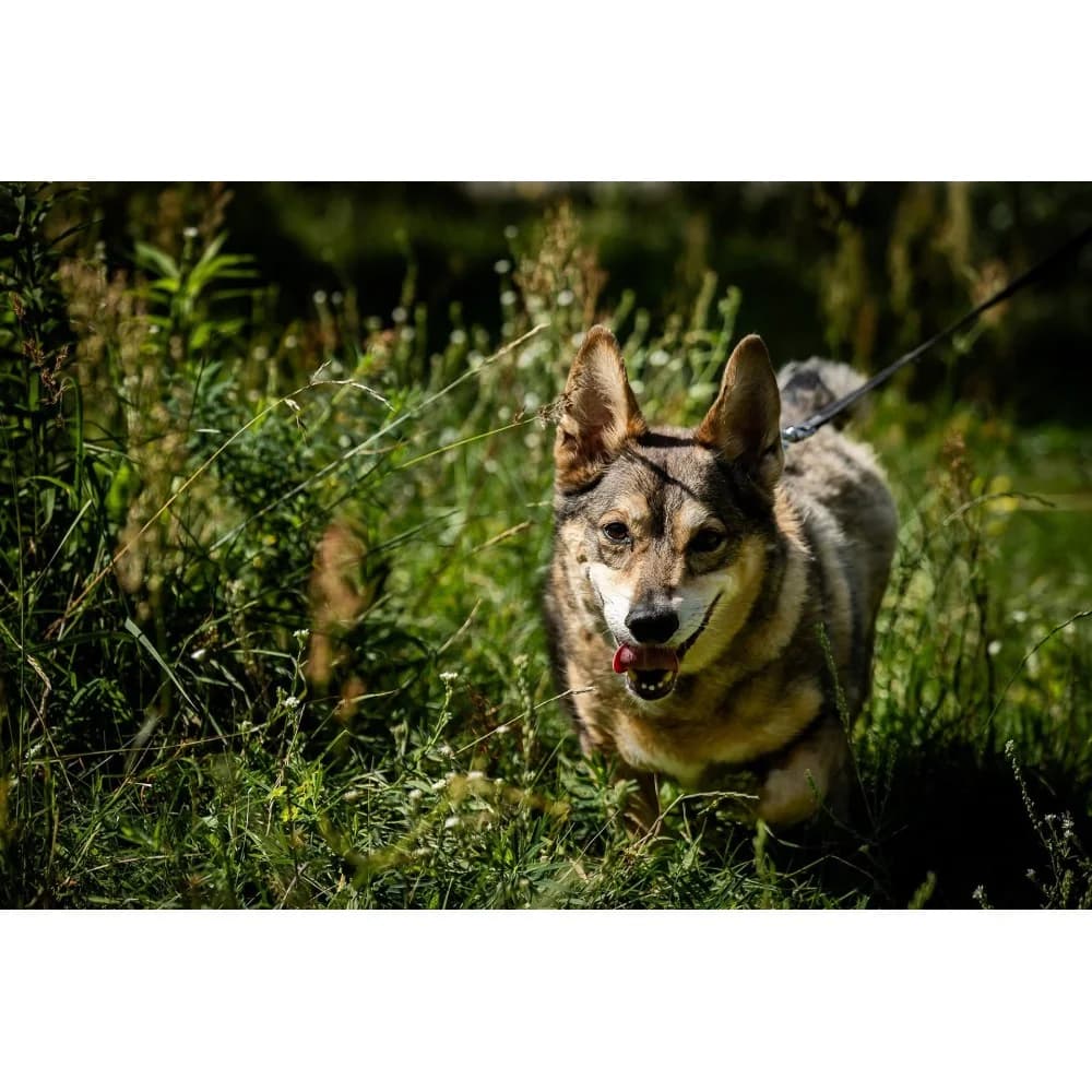 Puszek 2, male senior Mixed Breed for adoption at Schronisko Bialystok, Białystok