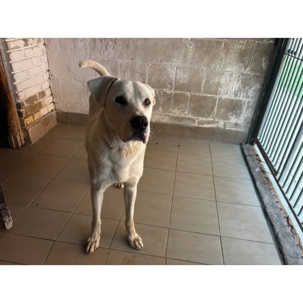 Bacik, male senior Mixed Breed for adoption at Schronisko Bialystok, Białystok