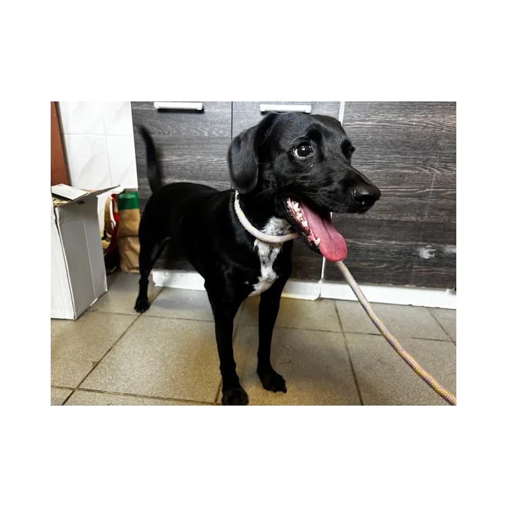 Ivve 3, female senior Mixed Breed for adoption at Schronisko Bialystok, Białystok