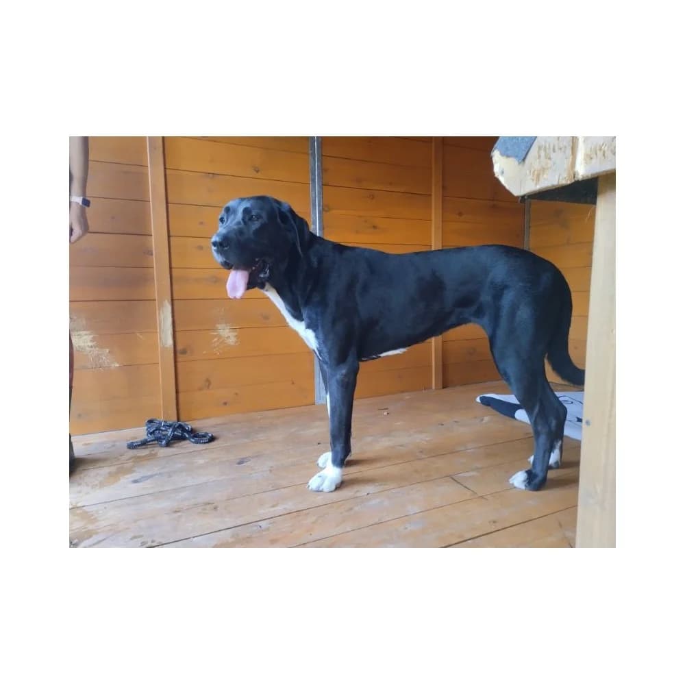 Donna, female senior Mixed Breed for adoption at Schronisko Bialystok, Białystok